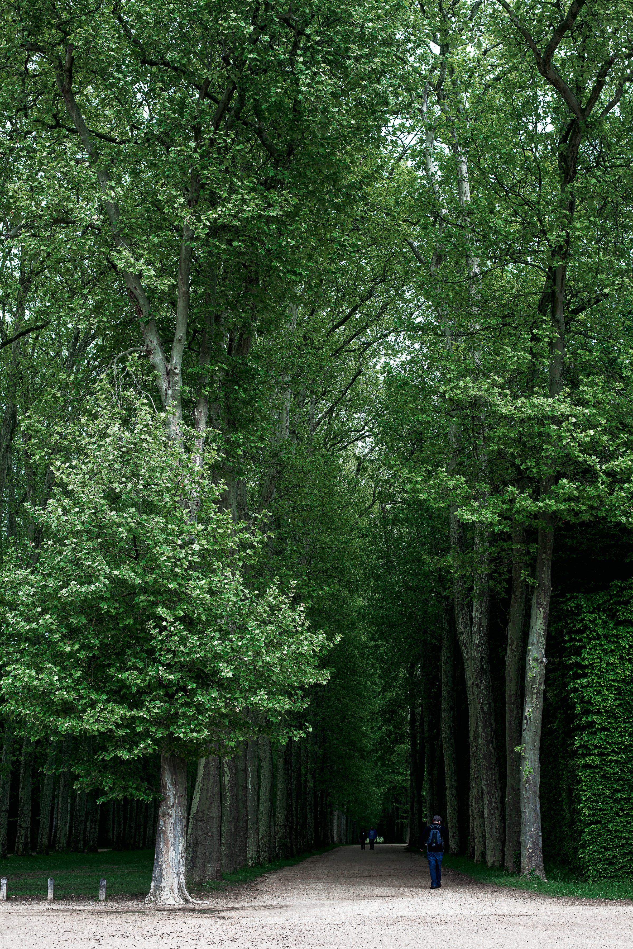 Forest Scene